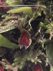 Lepanthes caritensis