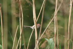 Sinosuthora webbiana