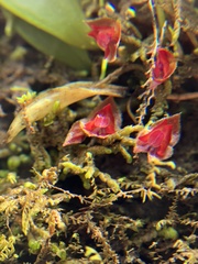 Lepanthes caritensis