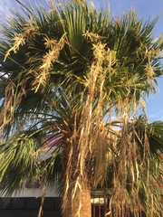 Washingtonia robusta