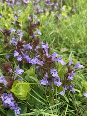 Glechoma hederacea