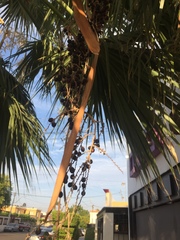 Washingtonia robusta