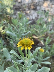 Borrichia frutescens image