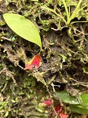 Lepanthes caritensis