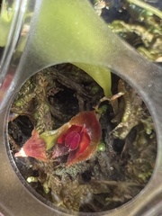 Lepanthes caritensis