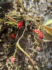 Lepanthes caritensis