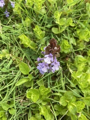 Glechoma hederacea