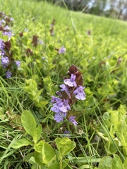 Glechoma hederacea