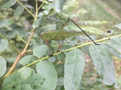 Phaneroptera nigroantennata
