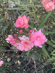 Nerium oleander