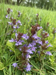 Glechoma hederacea