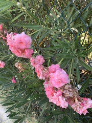 Nerium oleander