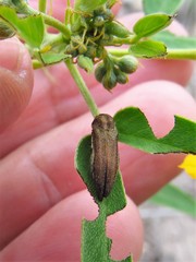Agrilus obtusus