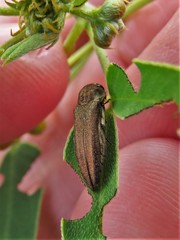 Agrilus obtusus