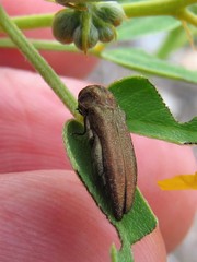 Agrilus obtusus