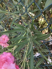 Nerium oleander