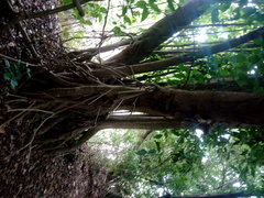 Bravaisia integerrima