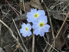 Browallia