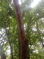 Bravaisia integerrima