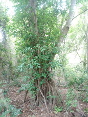 Bravaisia integerrima