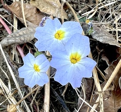 Browallia
