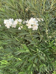 Nerium oleander