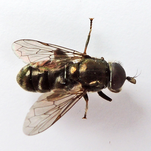 Lesser Bulb-Fly
