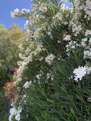 Nerium oleander