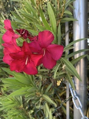 Nerium oleander