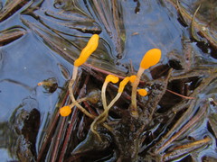 Mitrula lunulatospora