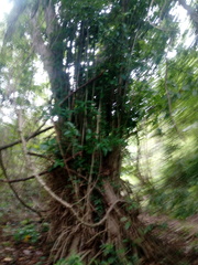 Bravaisia integerrima