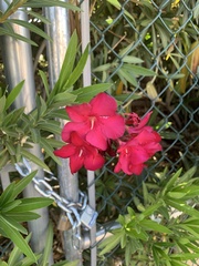 Nerium oleander