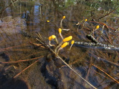 Mitrula lunulatospora