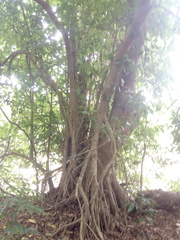 Bravaisia integerrima