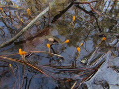 Mitrula lunulatospora