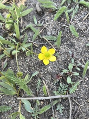 Ranunculus glaberrimus