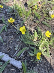 Ranunculus glaberrimus
