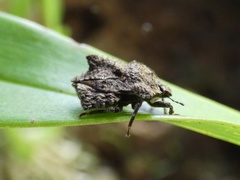 Cyrtocoris egeris