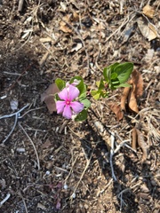 Catharanthus roseus image
