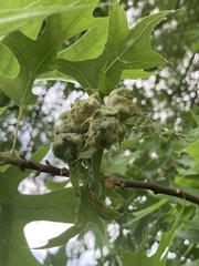 Macrodiplosis niveipila