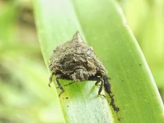 Cyrtocoris egeris