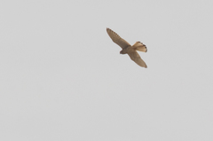 Falco naumanni image