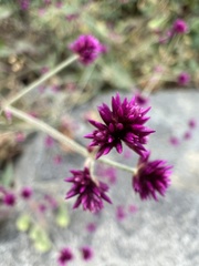 Alternanthera porrigens