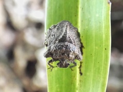 Cyrtocoris egeris