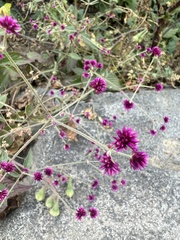 Alternanthera porrigens