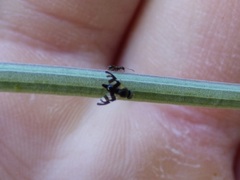 Sphaeniscus filiolus