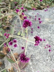 Alternanthera porrigens