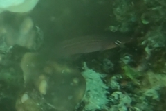 Pseudocheilinus hexataenia