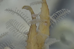 Aglaophenia latecarinata