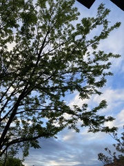 Robinia pseudoacacia